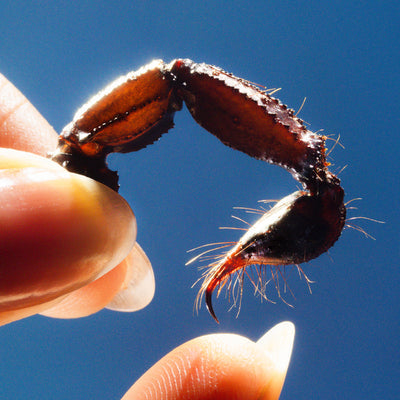 Cowards (Limited Clear Edition) - Squid [Colour Vinyl]